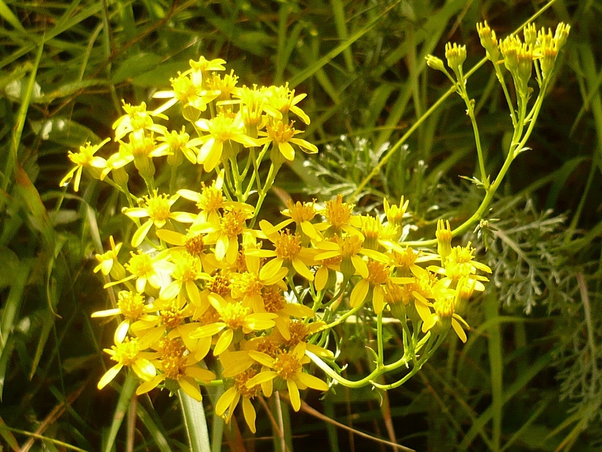 Jacobaea adonidifolia (Asteraceae)